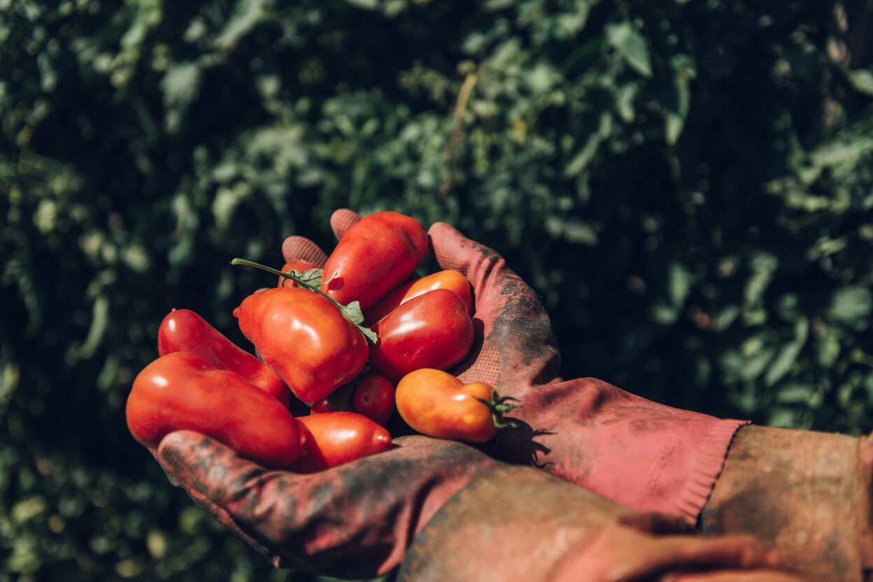 San Marzano Tomaten ,Vintage‘ - Viani 