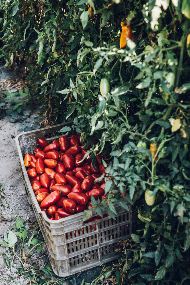 San Marzano Tomaten ,Vintage‘ - Viani 